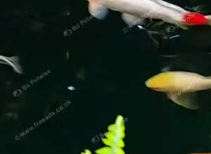 Koi carp