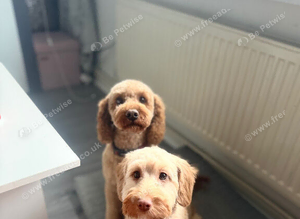 Cockapoo pups due in October