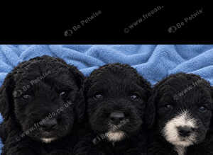 3 cockapoo pups left READY TO GO THURSAY