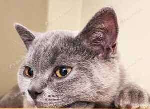 British Shorthair Female Fixed Sappho.