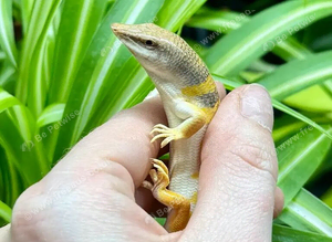 Sandfish Skink (Scincus scincus)