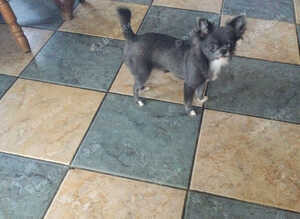 K.C reg with all her papers, Stunning Russian/ Thai . Called Luna .