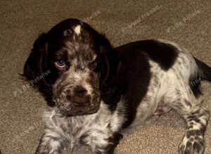 Blue roan male show spaniel