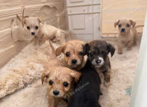 7 cavalier King Charles puppy&rsquo;s