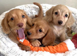 Cream long hair Mini Dachshunds