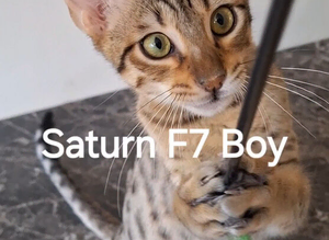 Savannah TICA SBTF7  SATURN HUGE BOY EMERALD EYES