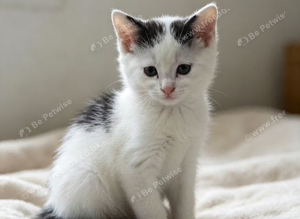 Black and white kitten left
