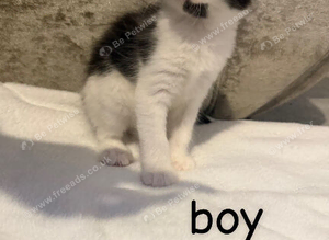 5 kittens