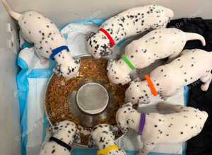 Stunning dalmatian puppys