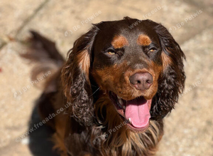 Proven Stud - Healthy Working Cocker Spaniel