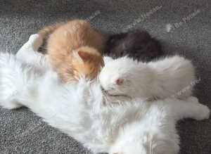 Chinchilla kittens