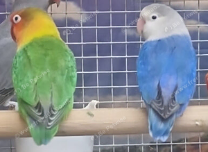 Young Lovebirds Available