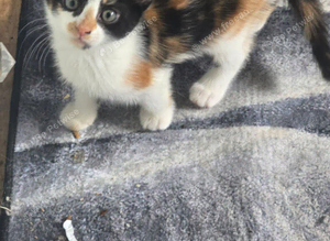 Kittens