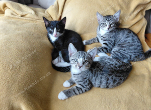 Half bengal kittens available