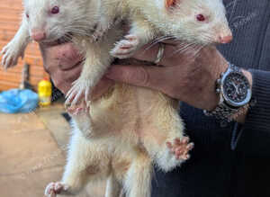 2Jill ferrets