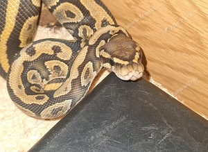 PENNY - Royal Ball Python (morphs present but unknown)