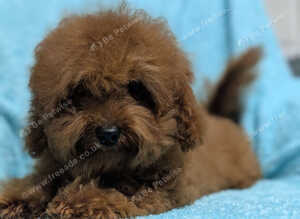 Adorable Asian red girl toy poodle, last girl available
