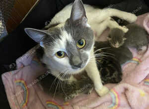 4 Adorable Mixed-Breed Kittens &mdash; 2 Girls & 2 Boys