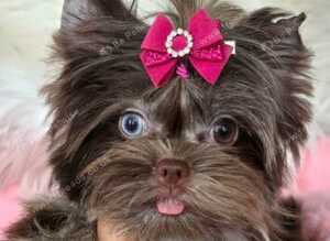 2 beautiful tea cup Yorkshire puppies