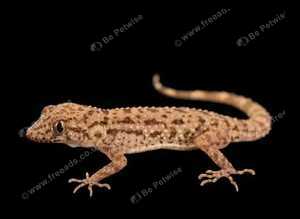 Cyrtopodion scabrum, rough-tailed gecko