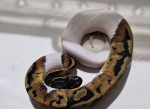Pied Royal pythons