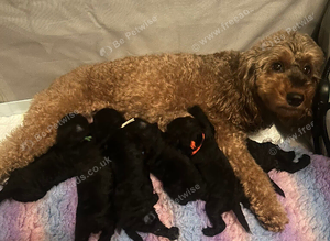 Cockapoo puppies