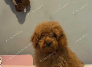 Toy Poodle