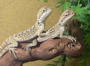 Hypo Bearded Dragons at Birmingham Reptiles