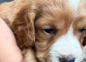 Cocker spaniel puppies