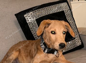 Belle labradoodle