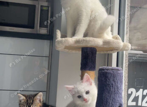 Kittens