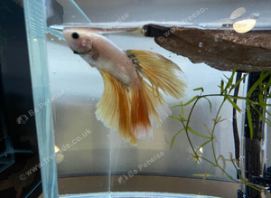 Betta sale!!