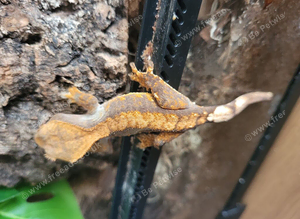 Crested ghecko