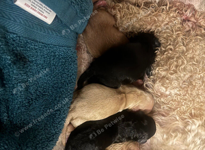 F1b cockapoo