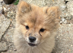 Micro chow...Marvelous mickey