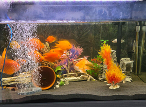 Blood parrot cichlids