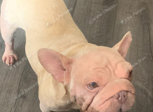 Velvet big rope french bulldog girl