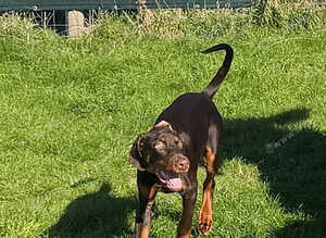 KC reg European Doberman Female Puppy