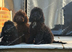 Beautiful F1 cockapoo`s needing there forever