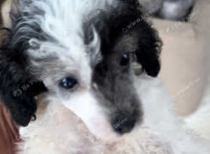Toy poodle Puppies