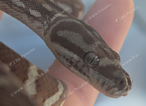 Centralian Carpet Python