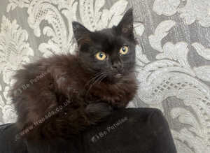 British shorthair x ragdolls 2 boys
