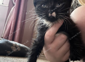 Kittens