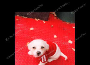 Lovely kind Maltese cross chihuahua