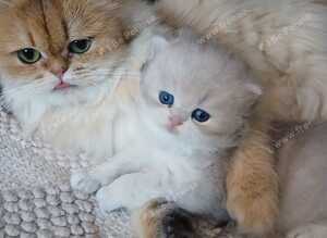 Teddy face kitten pure breed