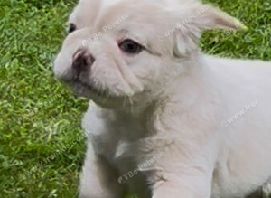 Price reduced KC Fluffy French Bulldog Puppies