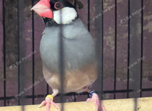 Java sparrow cock