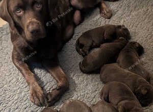 KC Chocolate Labradors