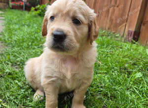 Golden retriever puppy's