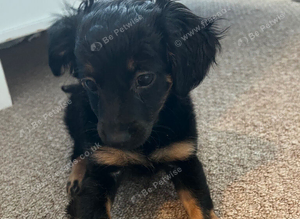 Puppy